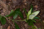 Striped gentian